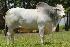 Raca: aberdeen angus (corte) rgd: 0596/04/fhb (ce